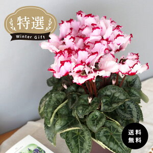 \̔ IVN rNgA 5  ܂_ Ε ~Mtg v[g A  mdn 12{ȍ~