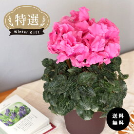 予約販売 特選シクラメン ファルバラローズ 5号鉢 送料無料 ますだ農園 お歳暮 冬ギフト 花 ギフト プレゼント 鉢植え 鉢花 mdn 12月上旬以降発送