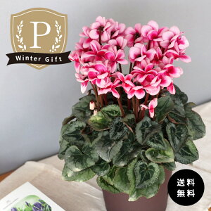 \̔ v~AVN tFA[sR sN 5  ܂_ Ε ~Mtg  Mtg v[g A  mdn 12{ȍ~