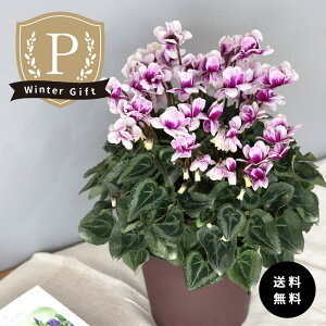 \̔ v~AVN tFA[sR u[ 5  ܂_ Ε ~Mtg  Mtg v[g A  mdn 12{ȍ~