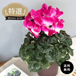 \̔ IVN v}[W p[v 5  ܂_ Ε ~Mtg v[g A  mdn 12{ȍ~