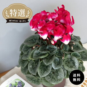 \̔ IVN v}[W bh 5  ܂_ Ε ~Mtg v[g A  mdn 12{ȍ~