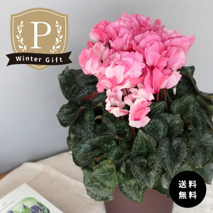 \̔ v~AVN ~L[K[ 5  ܂_ Ε ~Mtg  Mtg v[g A  mdn 12{ȍ~