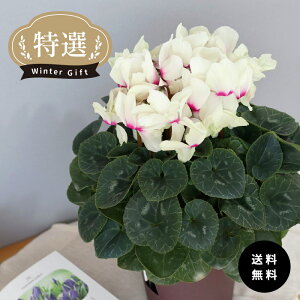 \̔ IVN [[W o^i 5  ܂_ Ε ~Mtg v[g A  mdn 12{ȍ~