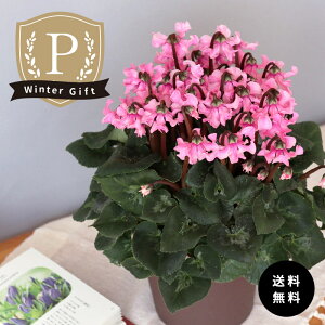 \̔ v~AVN Vĝ͂ sNn o^i 5  ܂_ Ε ~Mtg  Mtg v[g A  mdn 12{ȍ~