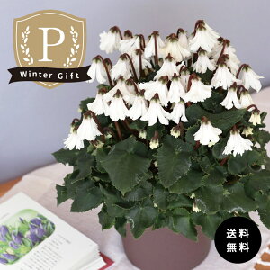 \̔ v~AVN Vĝ͂ zCgn o^i 5  ܂_ Ε ~Mtg  Mtg v[g A  mdn 12{ȍ~