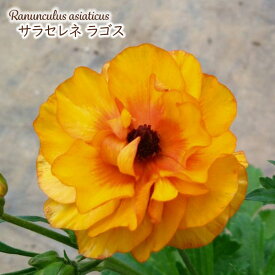 予約販売 ラナンキュラス ランドセル 苗 サラセレネ ラゴス 10.5cmポット 新井園芸 宿根草 花苗 ガーデニング 苗 rnd 12月上旬以降発送