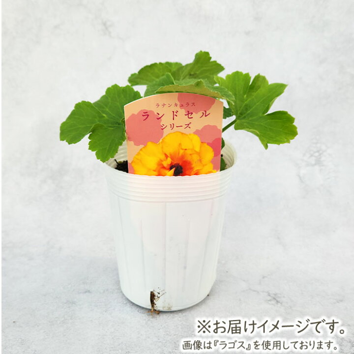 楽天市場】ラナンキュラス ランドセル 苗 サラセレネ ロクサス 10.5cm 