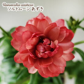 予約販売 ラナンキュラス ランドセル 苗 ソルトムーン あずき 10.5cmポット 新井園芸 宿根草 花苗 ガーデニング 苗 rnd 12月上旬以降発送