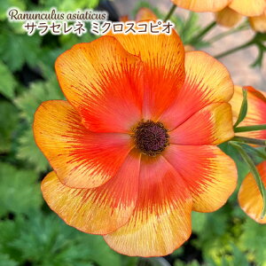 \̔ iLX hZ c TZl ~NXRsI 10.5cm|bg V䉀| h ԕc K[fjO c rnd 12{ȍ~