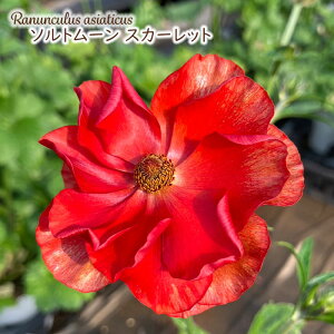 \̔ iLX hZ c \g[ XJ[bg 10.5cm|bg V䉀| h ԕc K[fjO c rnd 12{ȍ~