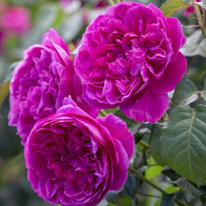 \̔ oc oc CObV[Y WF[YLI[X` o^i KN ΂  sN dva 2{ȍ~