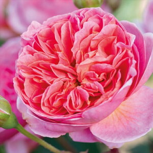 \̔ oc oc CObV[Y {XRx o^i KN ΂  sN dva 2{ȍ~