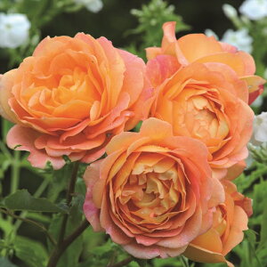 \̔ oc oc CObV[Y fBIuV[bg o^i KN ΂  IW dva 2{ȍ~