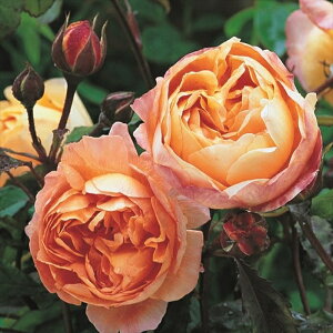 \̔ oc oc CObV[Y fBG}n~g o^i KN ΂  IW dva 2{ȍ~