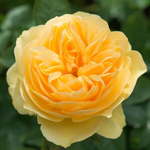 \̔ oc oc CObV[Y Ong[}X KN ΂  F dva 2{ȍ~