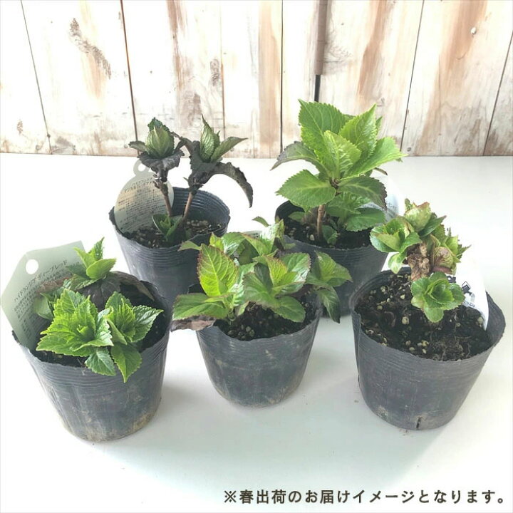 楽天市場】予約販売 アジサイ クレイジーテンシアブルー 10.5cmポット 