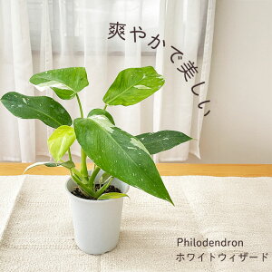 yyVX[p[Z[ P5{z ϗtA tBfh zCgEBU[h 4 ϗtA ^   蕨 v[g CeA 