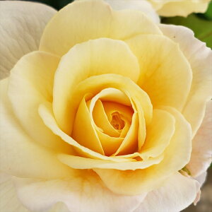 \̔ o c o Vc  [XvCg lG炫 KN ΂  hbs 4{ȍ~