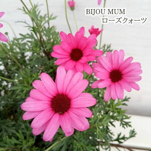 \̔ rW[} c [YNH[c 3.5|bg ԕc K[fjO c 3{ȍ~