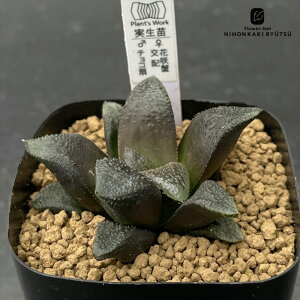 yyVX[p[Z[ P5{z A pnwnI`A ԍIz×`R IWi A Plantfs Work vc[Nc nI`A 7.5cm|bg