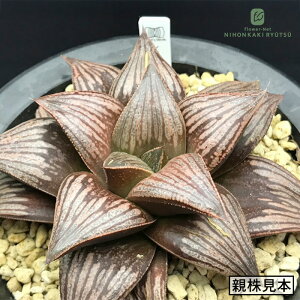 A pnwnI`A bh^CK[ 0930-012 A Plantfs Work vc[Nc i̔ RedTiger   nI`A 7.5cm|bg