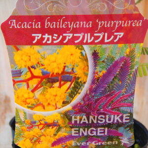 AJVA ~UAJVA vvA 10.5cm|bg p[vA  c Ԗ hnsa