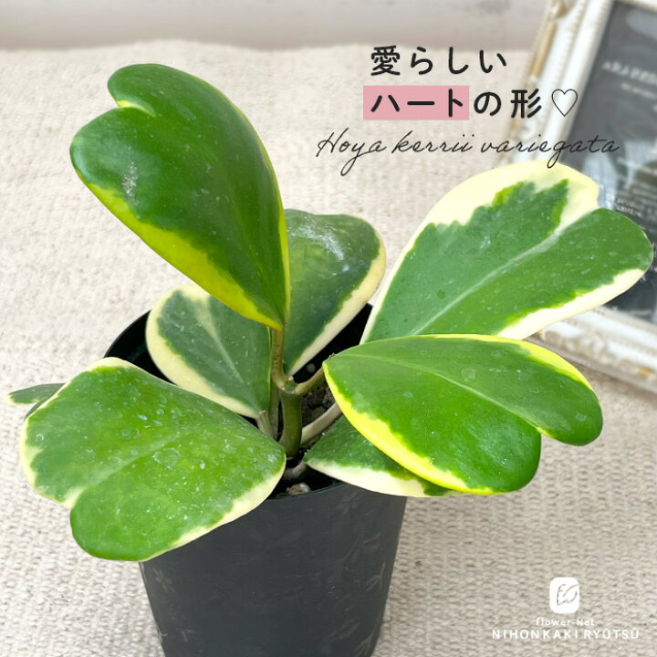 楽天市場】観葉植物 斑入りハートホヤ 3号鉢 ハートホヤ ラブラブ 