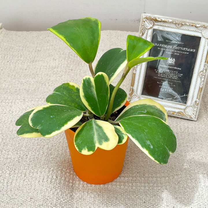 楽天市場】観葉植物 斑入りハートホヤ 3号鉢 ハートホヤ ラブラブ 