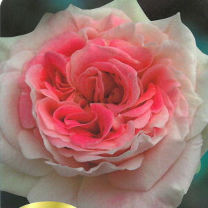 y܂Ȃߐ؂z \̔ oc oc o V[U[ Ԃ炫  KN ΂ sN troe 12{ȍ~