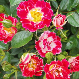 予約販売 バラ苗 バラ大苗 つるバラ リトルアーティスト 返り咲き 小輪 薔薇 ばら 赤 troe 12月中旬以降発送