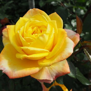 \̔ oc oc o XyNg lG炫  KN ΂ F troe 12{ȍ~