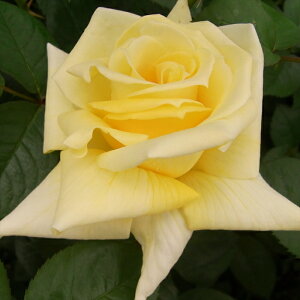 y܂Ȃߐ؂z \̔ oc oc o h  G炫 KN ΂ F troe 12{ȍ~