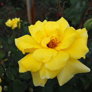 \̔ oc oc o S[fV[Y lG炫  KN ΂ F troe 12{ȍ~