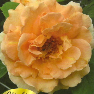 y܂Ȃߐ؂z \̔ oc oc o |J  KN ΂ F troe 12{ȍ~