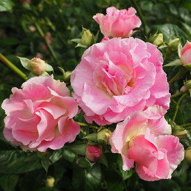 予約販売 バラ苗 バラ大苗 つるバラ 春がすみ 小輪 一季咲き 薔薇 ばら ピンク troe 12月中旬以降発送