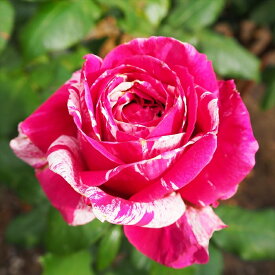 予約販売 バラ苗 バラ大苗 つるバラ レインボー 四季咲き 大輪 薔薇 ばら ピンク troe 12月中旬以降発送