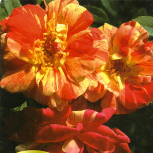 \̔ oc oc o Ղ KN ΂ IW troe 12{ȍ~