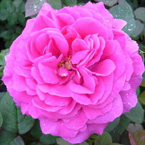 \̔ oc oc I[h[Y }_CU[Ny[  KN ΂ sN troe 12{ȍ~