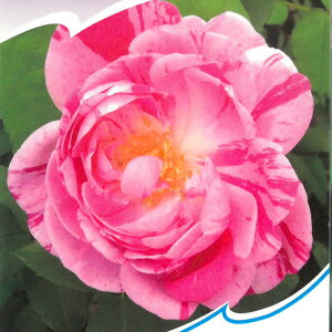 \̔ oc oc I[h[Y Im[khDuo Ԃ炫  KN ΂ sN troe 12{ȍ~