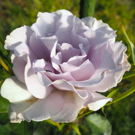 予約販売 バラ苗 バラ大苗 中輪 ブルーインパルス 四季咲き 薔薇 ばら 紫 troe 12月中旬以降発送