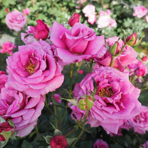 \̔ oc oc  VbLOu[ lG炫 KN ΂ sN troe 12{ȍ~