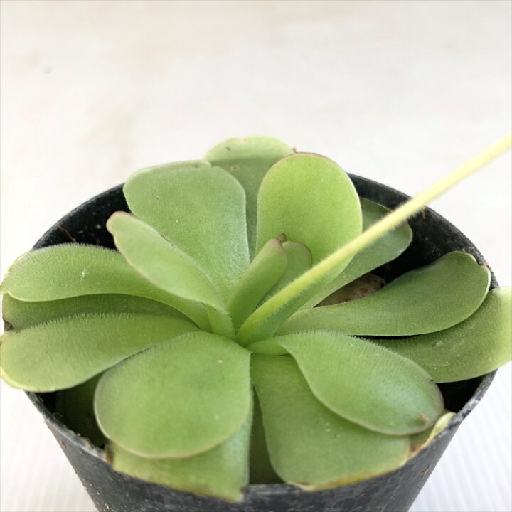 楽天市場 ムシトリスミレ 朧月 9cmポット 食虫植物 フラワーネット 日本花キ流通