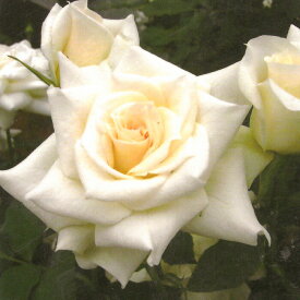 予約販売 バラ苗 バラ大苗 中輪 ブライダルホワイト （白妙） 四季咲き 薔薇 ばら 白 troe 12月上旬以降発送