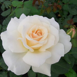 y܂Ȃߐ؂z \̔ oc oc  t`[X lG炫 KN ΂  troe 12{ȍ~