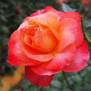 \̔ oc oc  tCe lG炫 KN ΂ IW t[e troe 12{ȍ~