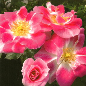 \̔ oc oc  [QXxO lG炫 KN ΂ sN C[xO troe 12{ȍ~