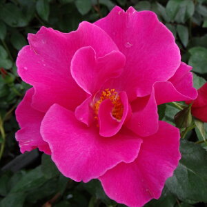 y܂Ȃߐ؂z \̔ oc oc  vCK[ lG炫 KN ΂ sN troe 12{ȍ~