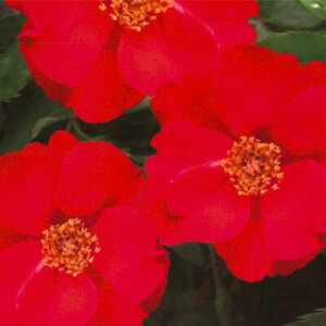 予約販売 バラ苗 バラ大苗 中輪 サラバンド 四季咲き 薔薇 ばら 赤 troe 12月中旬以降発送