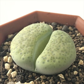 楽天市場 多肉植物 メセンの通販